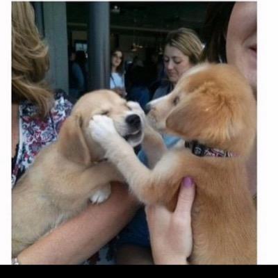 Blogofadog101's profile picture. 