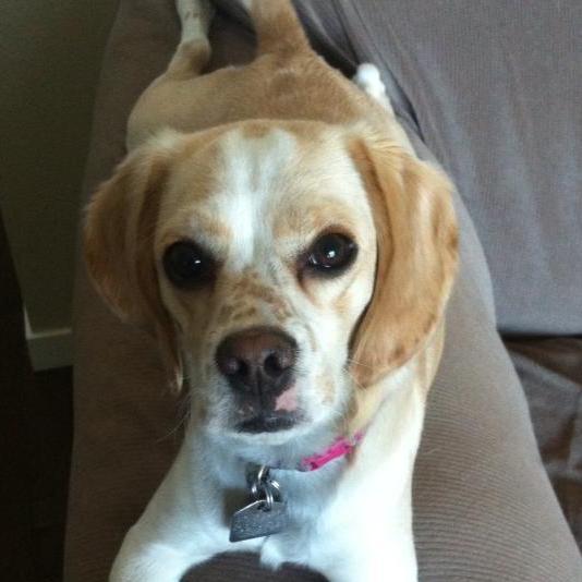 ourlilygirl's profile picture. beagle cocker spaniel cross.
aka a Beaker.
She's quite the character.