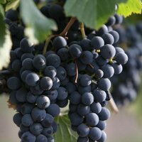 Piattelli Vineyards (@piattelliwines) 's Twitter Profile