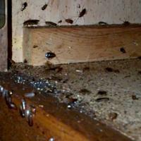 Home and Bug Experts (@bug_experts) 's Twitter Profile Photo