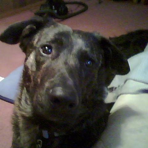 Tim from brooklyn N.Y.i have.3 dogs and 8 cats, used to hang out on 56 th st and 6 th ave bklyn. Played a lot of handball and had a good crew.Love animals