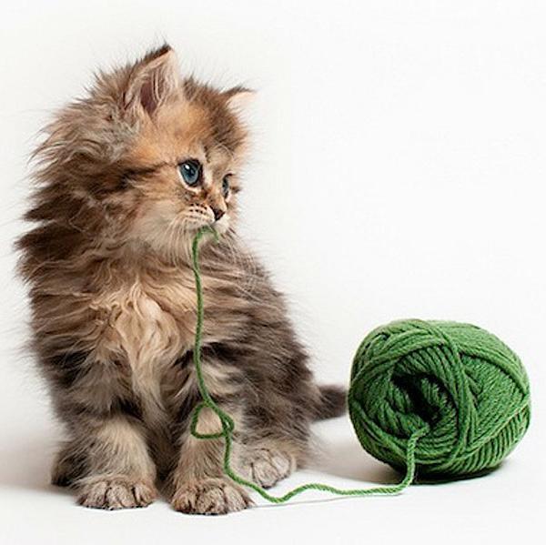 Bringing you adorable #kittens and #cats from all over the world.