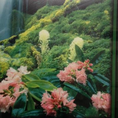 AliArm112's profile picture. 