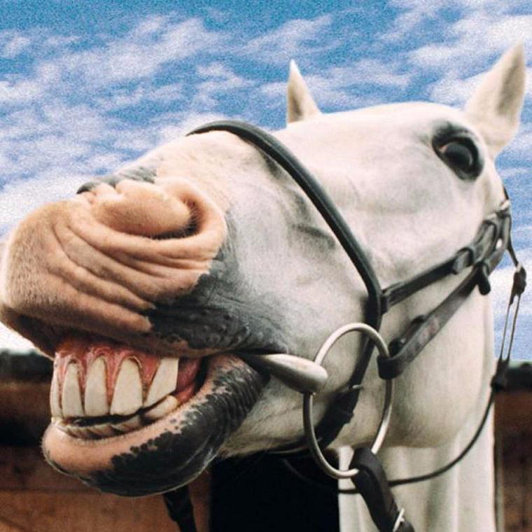 DolordeCaballo's profile picture. Soy eso que te da y no sabes bien por que, pero te da.