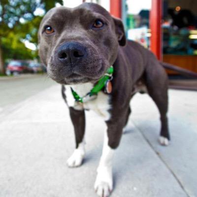 I'm a blue Staffordshire bull terrier stud, recent AKC champion. I'm interested in meeting bitches 2 breed with. See more of me: https://t.co/9yTb9j86Od