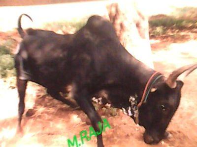 Raja.M S/oMani melur madurai