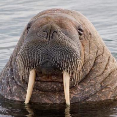 TheWalrusian's profile picture. 