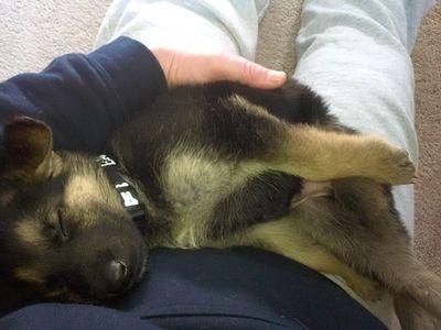 v_rickvafd's profile picture. Proud American (Tax Payer), US Army Vet, FF/Paramedic, 4X4 driver, HD rider, love my wife and pets.