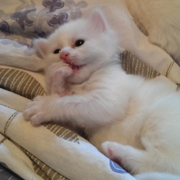 funky_monkey1's profile picture. 