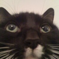 itsuko hirai (@itsukohirai) 's Twitter Profile Photo