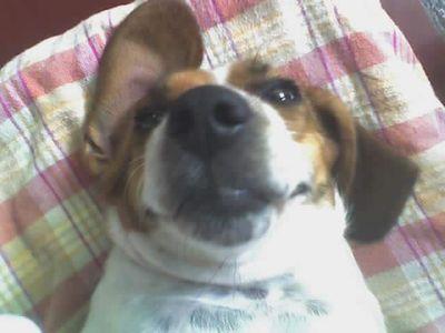 radisue's profile picture. kidney trasnplant survivor, animal lover, carpe diem