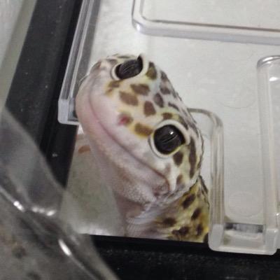 Tokadeimori's profile picture. サバゲーするよ。
松　井守