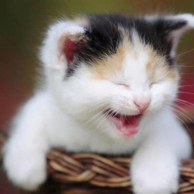 Luv ALL animals esp. cats. #ResistanceGrandma. #OPISIS #FBR #PRU #Nonpartisan 🚫Groups or Lists, 🚫DM = BLOCK No FB= unfollow @archaeologist03.bsky.social