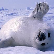 We are a 501(c)(3) Non-Profit Charity Working to End the Slaughter of #harpseals in Canada & #furseals in Namibia. Donate: https://t.co/f6kffkEe2u