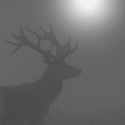 MissTheForest's profile picture. silent stars blinking in the blackness of an endless sky. cold silver satellites, ghostly caravans passing by.