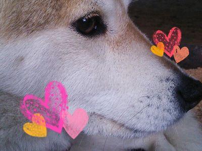 atomulilly Profile Picture