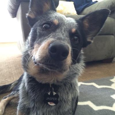 I am a blue heeler aka austrailian cattle dog! I'm a puppy who loves to run, chase, and fetch all over Utah. 

instagram @jaspertheheeler