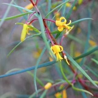 Proud conservationist living and working in Western Sydney