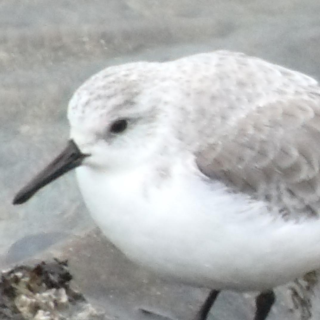 Nelson_Tern Profile Picture