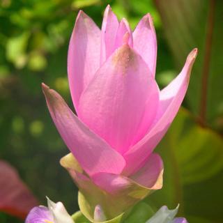 Thai_Ginger's profile picture. 