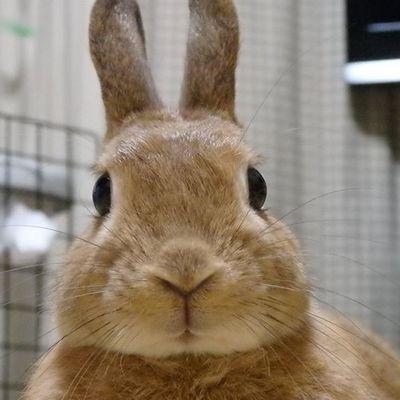 こんにちは。うさぎのネザー♀9歳
　飼ってます。　癒されます。　うさ友さん　宜しくお願いします。ちっぷは、平成30年11月22日に ９歳半で お月さまに 行ってしましました。肺癌の末期でした。