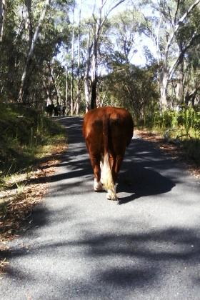 aliciamkeegan's profile picture. believes in happiness & humour! passioniate about animals,music,life & the hidden & upfront beauty & connections of this world xoxo