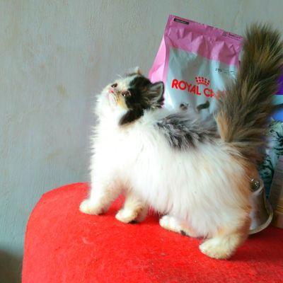 jual kucing persia, cat food, grooming, kandang,vitamin,dll HP 081393656869 PIN 7EBDAE7F