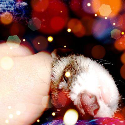 I LOVE 鼬FERRET ,Horses,＆Rock'n roll💜 🐴