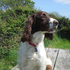 I'm 6 and the springiest Springer. My sortof sister is @AgilityAnu. Mum says I'm the cleverest dog in dogdom. Wich I iz. I've now got a new sis. Pest.