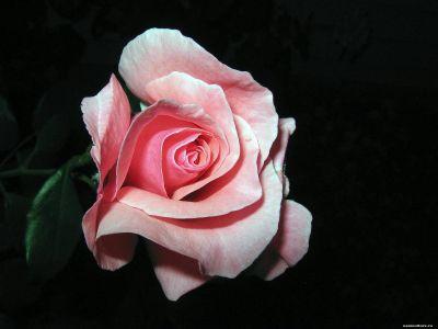 MariyanaP's profile picture. 