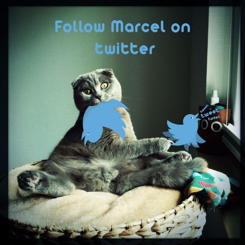 Marcel likes to sit on his butt, takes selfies, and enjoys sleeping in front of his fireplace.