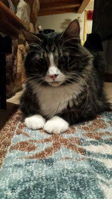 R-MC '15. future president of the crazy cat ladies of america! #cats