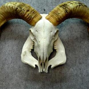 ryanXtheXbug's profile picture. 