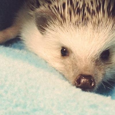 ハリネズミ やまと(2014.05.31生、2014.07.12〜2016.08.21 ♂) 現在は飼っていません。最近は息子ズ(2019.12生&2024.8生)の育児垢になりつつあります。ポケスリ、ツイステ、グルミクしてます。