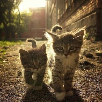 유르/길고양이/하루키/에르메스/카프카/움베르트에코/제인오스틴/신경숙/W.셰익스피어/