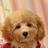 dog_love39's profile image