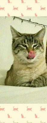 SpoiledCatBitch's profile picture. The most spoiled cat around. I'm so purrfect