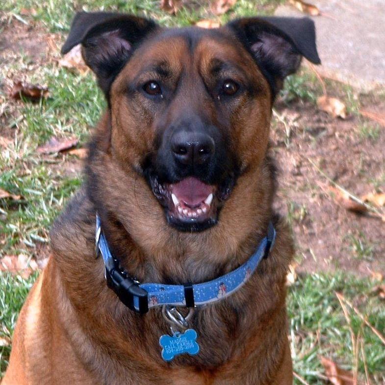 When it comes to dogs it really is the case of Who found who? That's what we're all about. How dogs interact with us and make our lives so much better