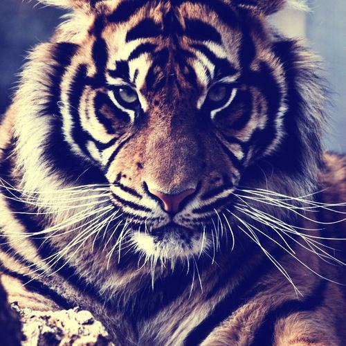 Hi! I'm #Directioner #5SosFam #Belieber #Mixer #Arianator #Lovatic and #Janoskianator.Follow me and I'll Follow you back ^-^ Love ya'!!!!