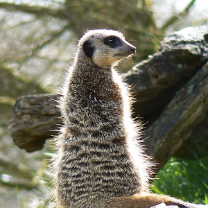 Helping people get their meerkat videos to the right audience.