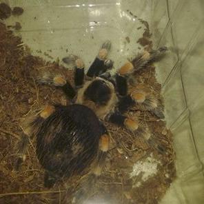 OlgaElSpodere's profile picture. I am @xXC32KXx' Spoder and im very spodish!