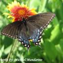 Michael Mandarino - @MichaelMandy3 - Twitter