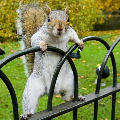Aye. lemme slide up in yo DMs bae. #SQUIRRELGANG