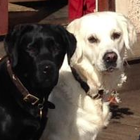 MollyandAilsa's profile picture. Just a black lab & a golden retriever chillin, @LauraEDonald puts words in our mouths... we'd rather she put biscuits there instead!