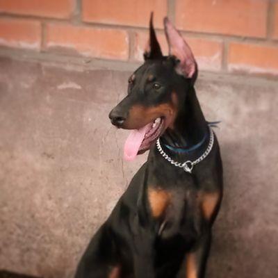 andradeinsua's profile picture. 