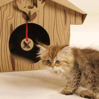 CUTEST CATS (@fullcathouse) 's Twitter Profile Photo