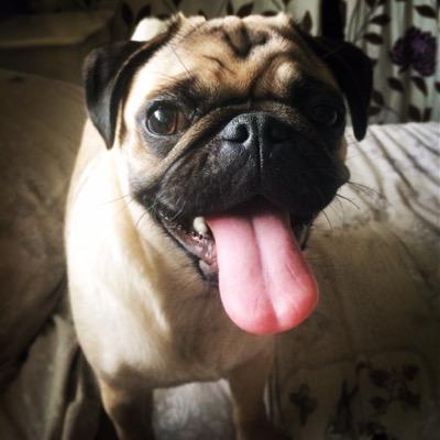 hi I'm indie !, and this is my puglife ✌️
