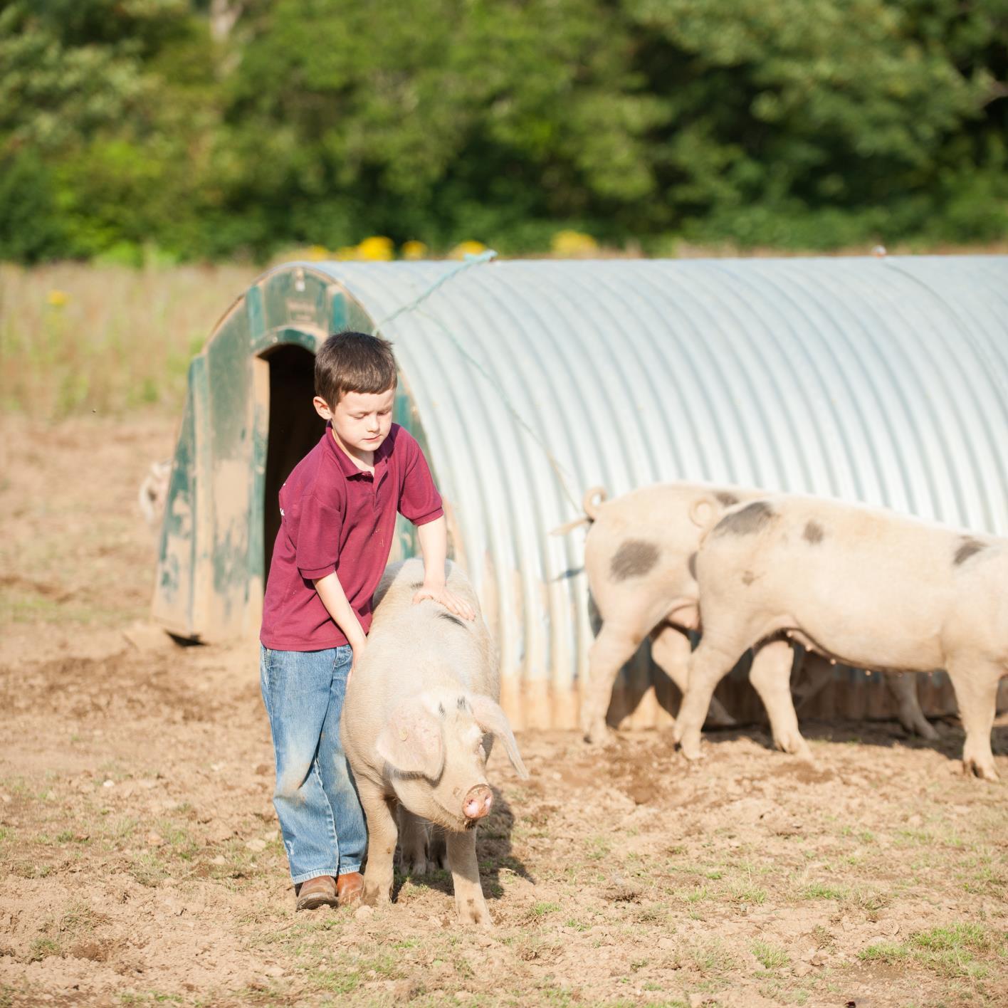 therealpigco's profile picture. The Real Pig Company are passionate about pork and rear free range, rare breed and traditional breed pigs in our restored woodland in Devon.
