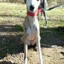 Suzanne smith - @siriuslydoggy - Twitter