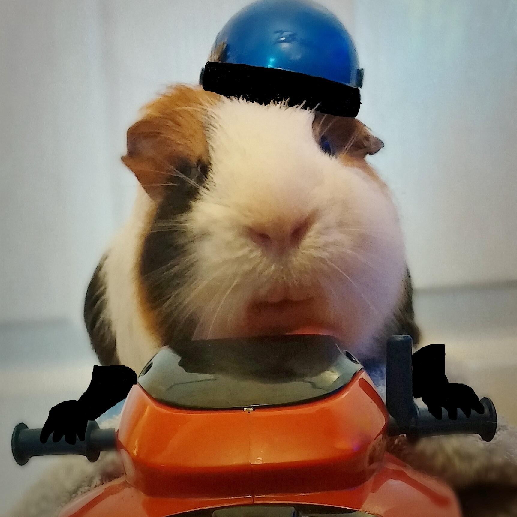 Motorbike riding outspoken guinea pig living the dream. All views are my own.